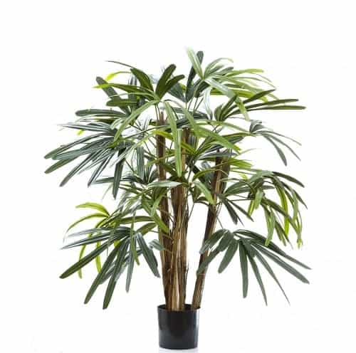 ต้นไม้ฟอกอากาศห้องนอน, ไม้ฟอกอากาศในห้องนอน