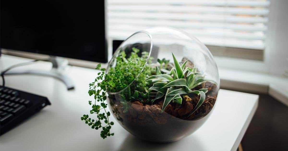 ต้นไม้จัดสวนขวด, ต้นไม้สวนขวด