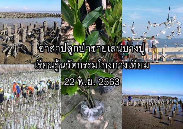 จิตอาสาปลูกป่า, กิจกรรมปลูกป่า