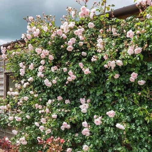 สายพันธุ์กุหลาบ, พันธุ์กุหลาบที่นิยมปลูก