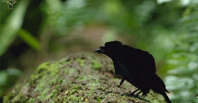 สายพันธุ์นก, นกสายพันธุ์ต่างๆ