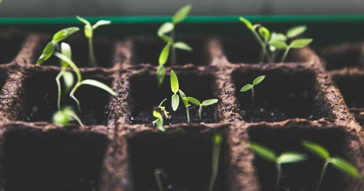 วิธีดูแลต้นกุหลาบ, วิธีปลูกกุหลาบให้ออกดอก