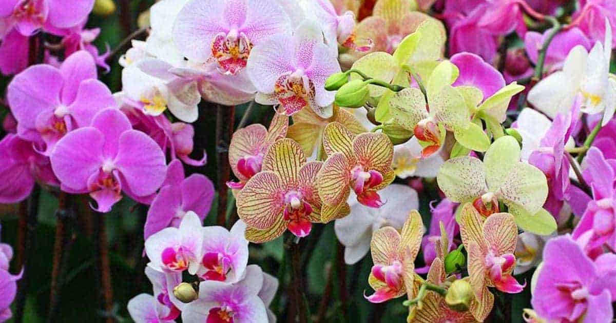 ความหมายของดอกไม้แต่ละชนิด, ชื่อดอกไม้ความหมายดีๆ