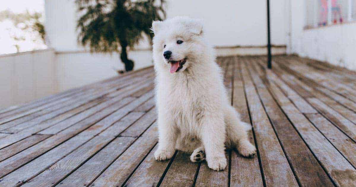 หมาพันธุ์ตัวเล็ก, พันธุ์หมาตัวเล็ก