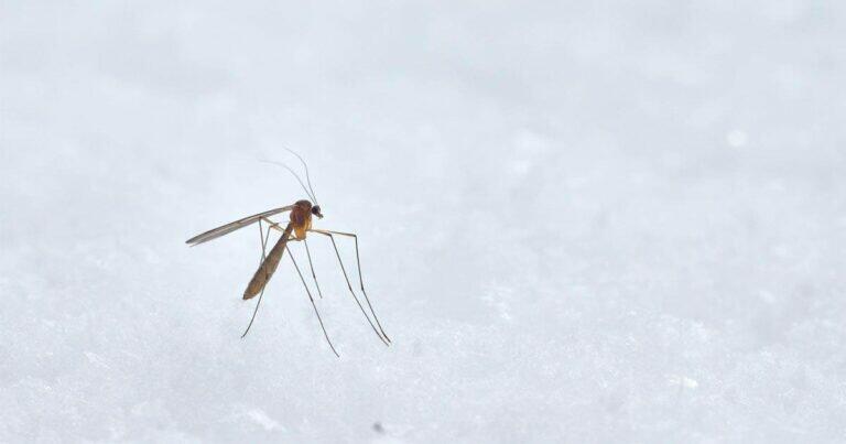วิธีป้องกันยุงลาย, วิธีกําจัดยุงลาย