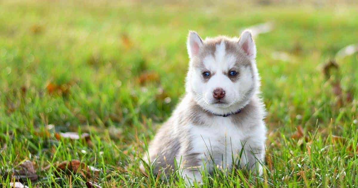 อาหารสุนัขพันธุ์เล็ก, อาหารหมาเล็ก