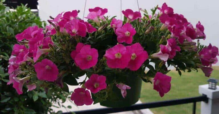 ต้นพิทูเนีย, เมล็ดพิทูเนีย