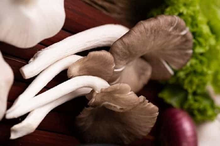 ผักปลูกง่ายโตเร็ว