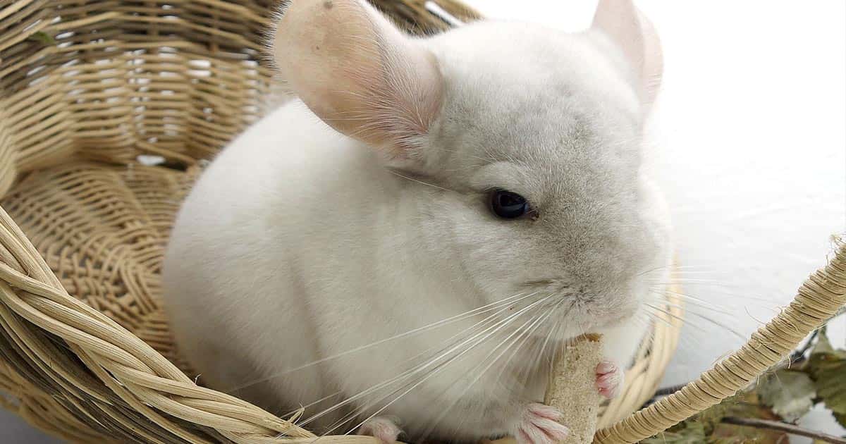 ชินชิลล่า, ชินชิลล่า พันธ์ุหางขาว