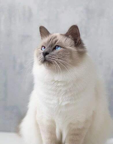 แมวอ้วนน่ารัก, แมวเหมียวน่ารัก
