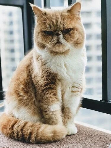 แมวอ้วนน่ารัก, แมวเหมียวน่ารัก