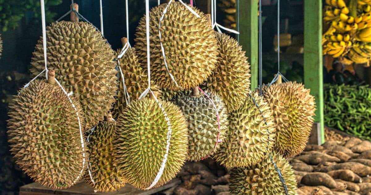 ปลูกทุเรียนให้รอด, ปลูกทุเรียนกี่ปี