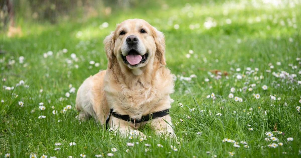 สุนัขพันธุ์อะไรเลี้ยงง่ายที่สุด, สุนัขน่าเลี้ยง