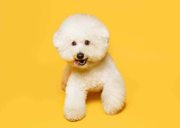 สุนัขพันธุ์อะไรเลี้ยงง่ายที่สุด, สุนัขน่าเลี้ยง