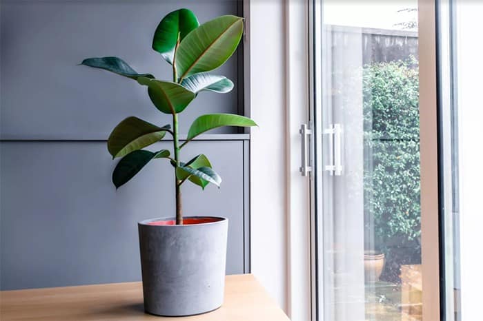 ต้นอะไรปลูกในห้องนอน, ต้นไม้ปลูกในห้องนอนไม่มีแดด