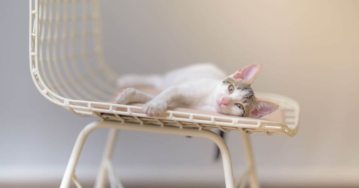 อาการพิษสุนัขบ้าในแมว, โรคพิษสุนัขบ้าในแมว