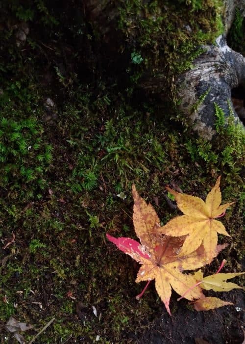 ย้ายประเทศแบบถาวร, ย้ายประเทศ