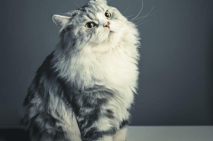 อาการพิษสุนัขบ้าในแมว, โรคพิษสุนัขบ้าในแมว