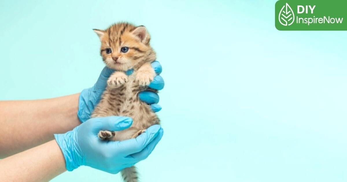 เชื้อราแมวหายเองได้ไหม, เชื้อราแมวติดคน รักษายังไง