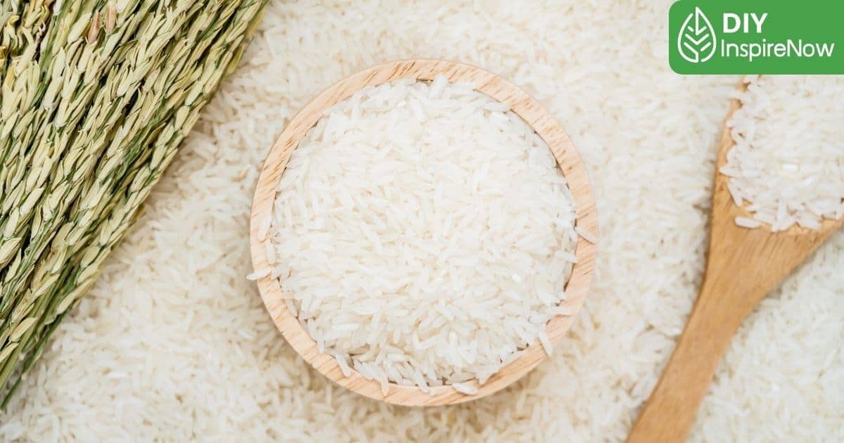 มอดในข้าวสาร, วิธีกำจัด มอดในข้าวสาร