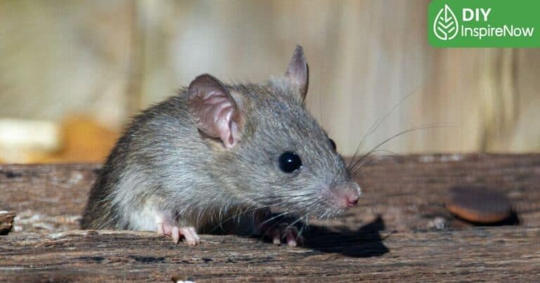 วิธีไล่หนูบนฝ้า, ไล่หนูบนฝ้า