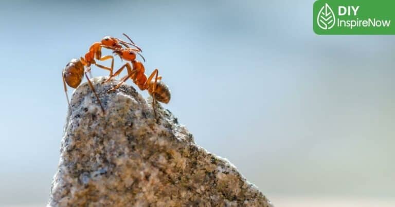 วิธีกำจัดมดคันไฟ ถาวร, วิธีกำจัดมดถาวร