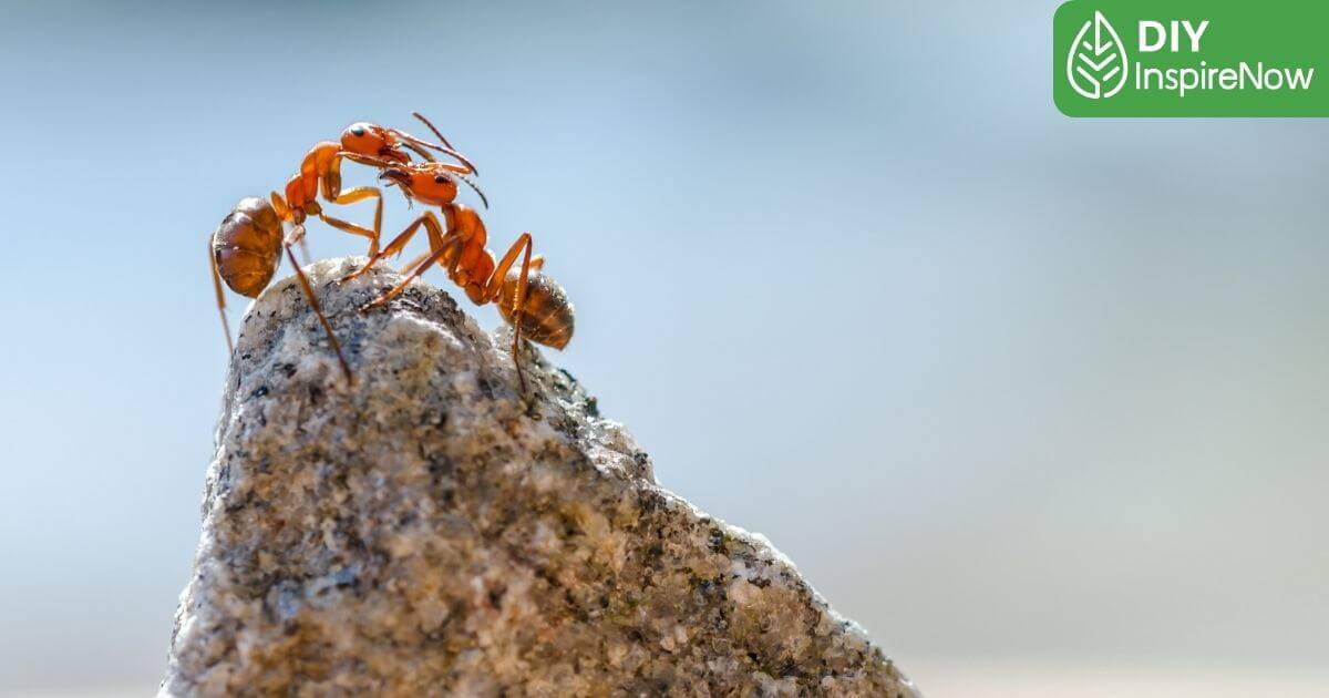 วิธีกำจัดมดคันไฟ ถาวร, วิธีกำจัดมดถาวร