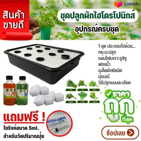 การปลูกผักชีฝรั่ง, การปลูกผักชีไร้ดิน