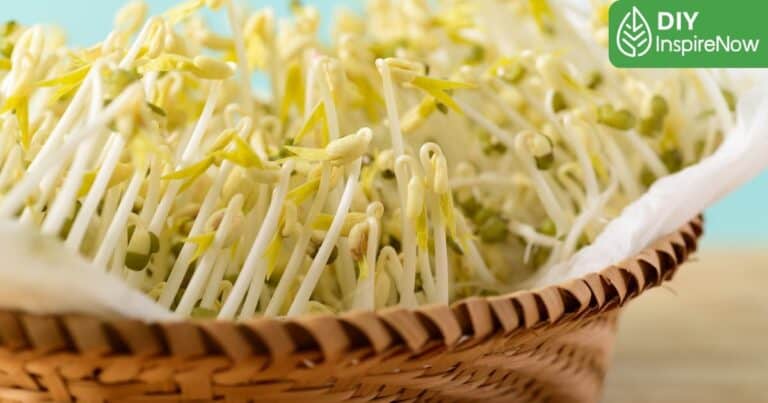 วิธีปลูกถั่วงอกในขวด, วิธีปลูกถั่วงอกในดิน, วิธีปลูกถั่วงอกในตระกร้า