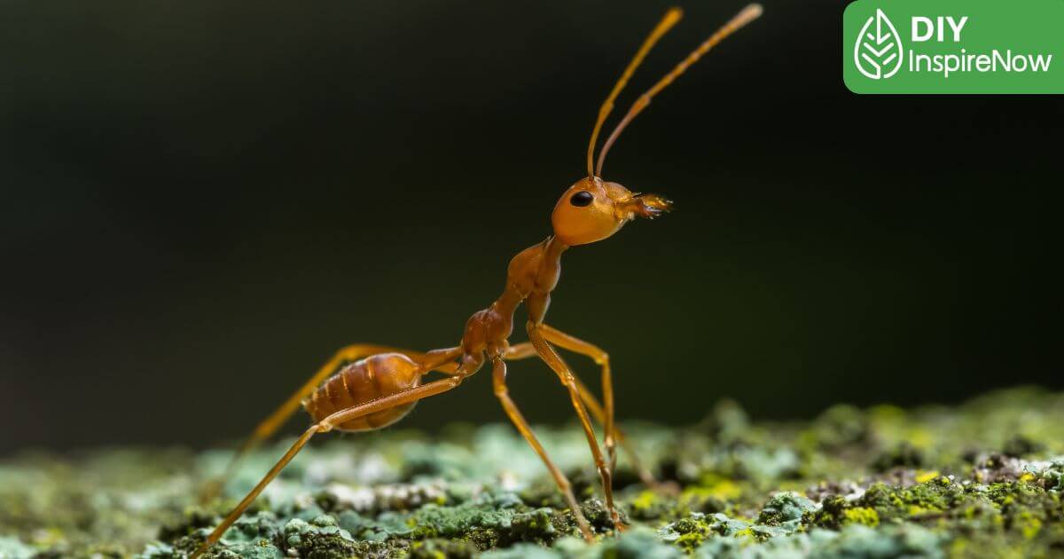 วิธีกำจัดมดในห้อง, กำจัดมดในห้อง