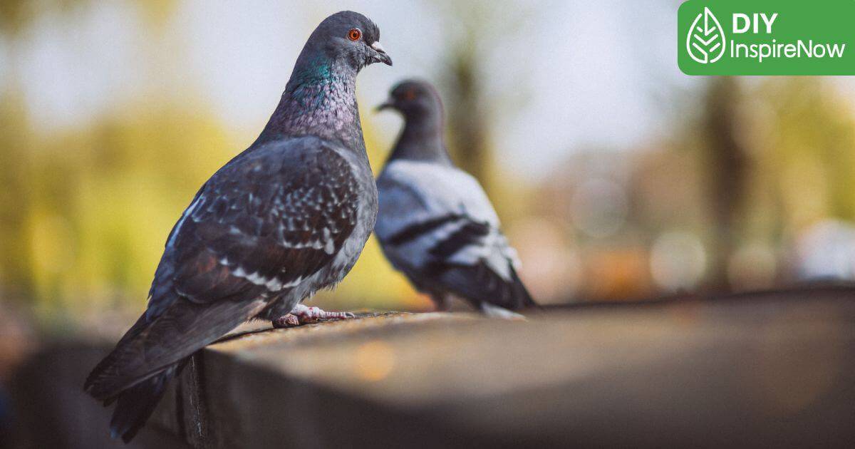 วิธีไล่นกพิราบ ระเบียง, วิธีไล่นกพิราบ แบบถาวร