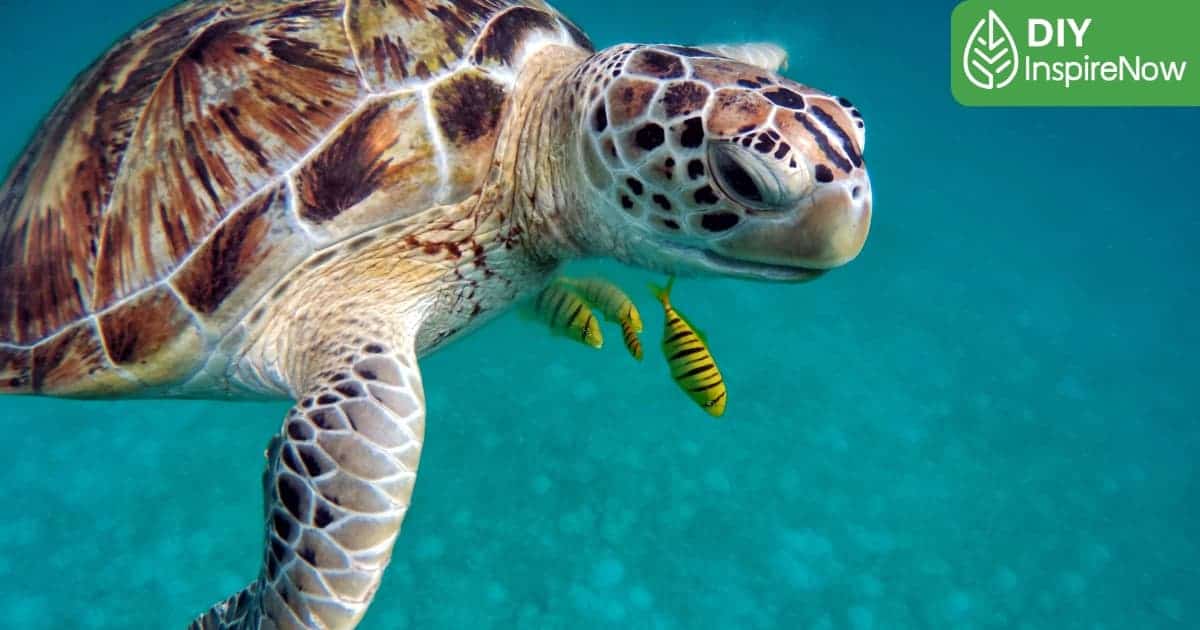 วันเต่าโลก คือ