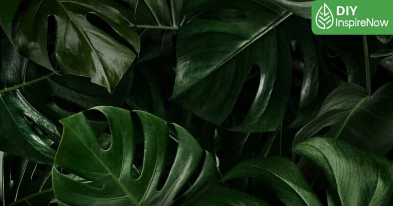 มอนสเตอร่า ออเรีย, มอนสเตอร่าไทคอน, มอนสเตอร่า จินนี่, มอนสเตอร่า อัลโบ้, มอนสเตอร่า ไจแอนท์