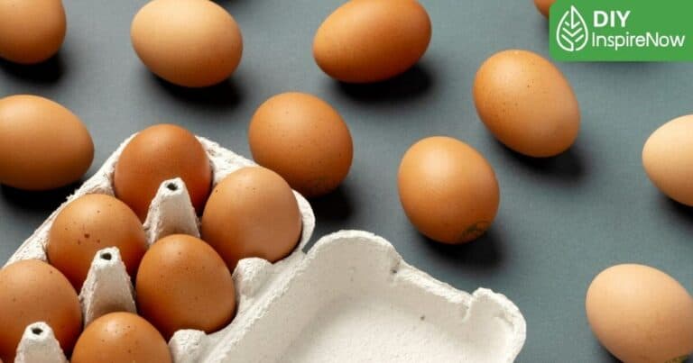 ไข่ไก่ออแกนิค, ไข่ออแกนิค