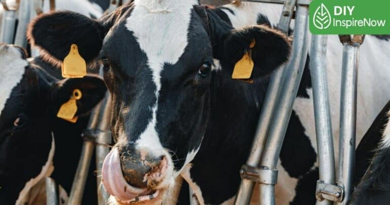 ที่เที่ยว สระบุรี มวกเหล็ก, สระบุรี ที่เที่ยว