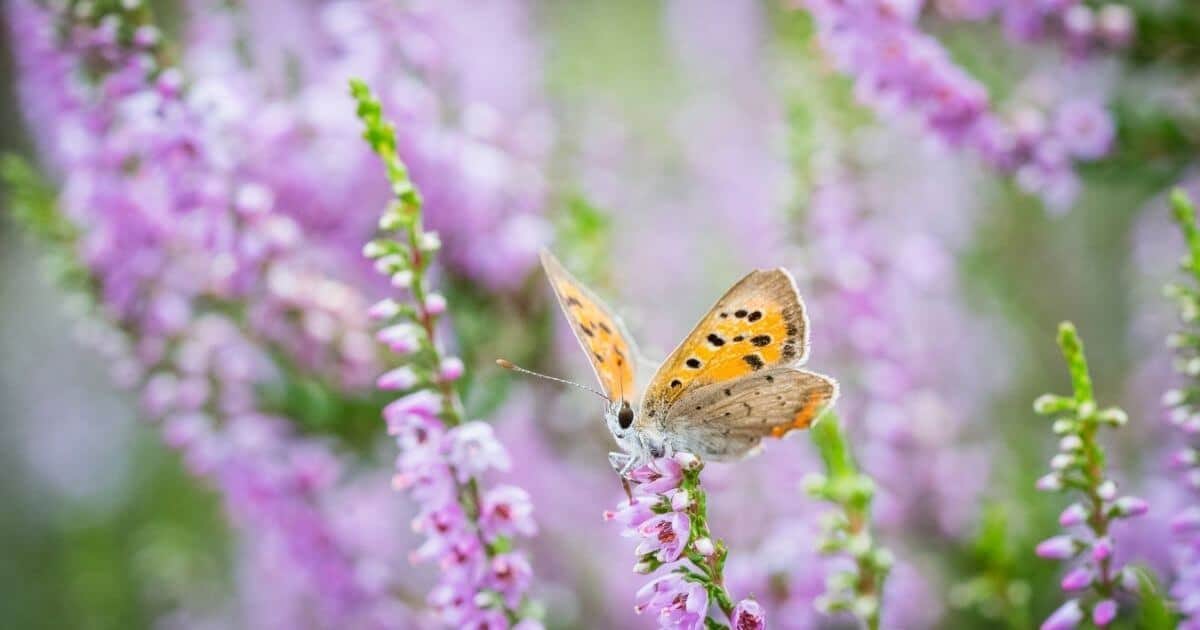 ที่เที่ยวร้อยเอ็ด ธรรมชาติ, ที่เที่ยวร้อยเอ็ด เล่นน้ำ