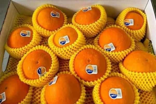 ส้มมงคล_1