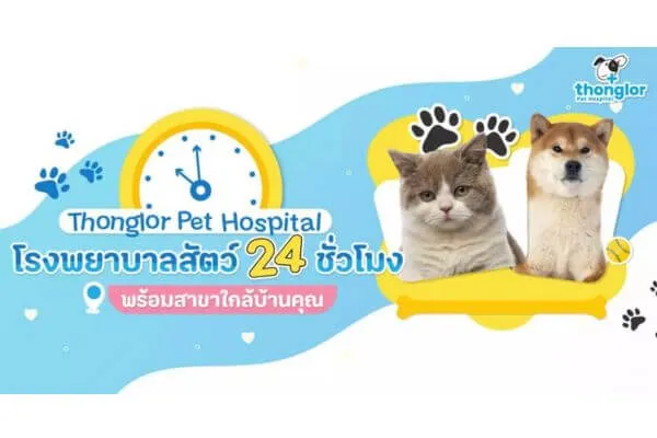 โรงพยาบาลสัตว์ 24 ชั่วโมง ใกล้ฉัน, โรงพยาบาลสัตว์ 24 ชม