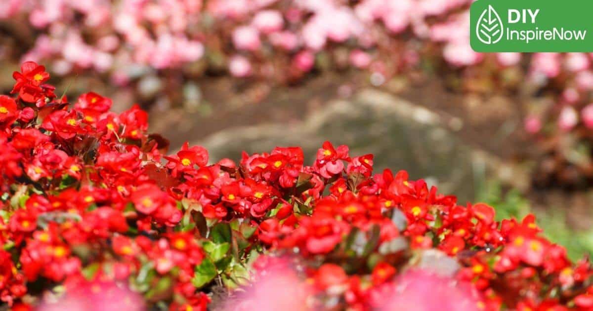 วิธีปลูกกุหลาบหิน, วิธีปลูกกุหลาบในกระถาง