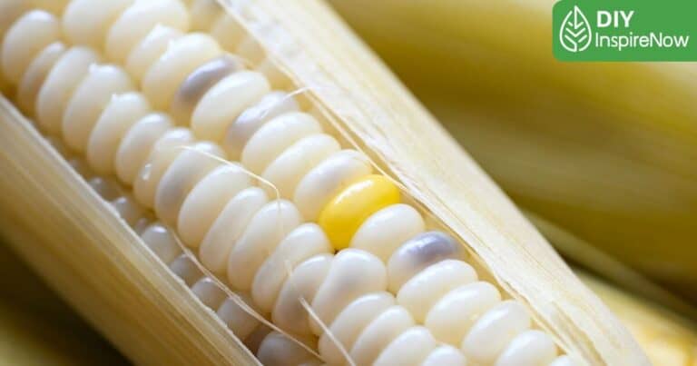 ข้าวโพดข้าวเหนียว อ้วนไหม, ข้าวโพดข้าวเหนียว กี่แคล