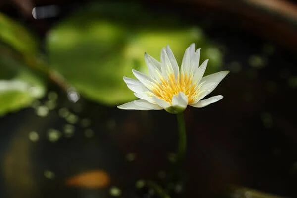 ดอกไม้ประจำราศี สากล, ดอกไม้ประจำราศี