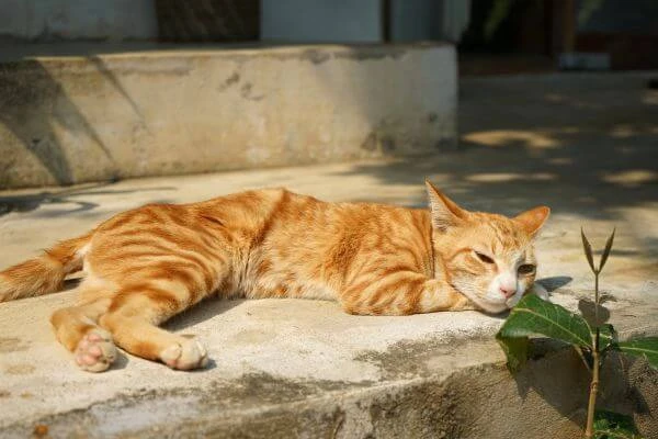 วิธีผ่อนคลายอารมณ์, ผ่อนคลายความเครียด