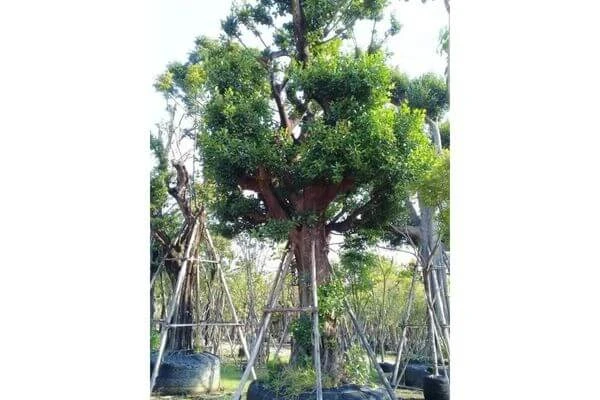 ไม้ยืนต้น มงคล, ไม้ยืนต้น มีอะไรบ้าง