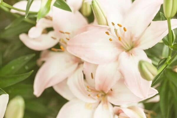 ดอกไม้ประจำราศี สากล, ดอกไม้ประจำราศี