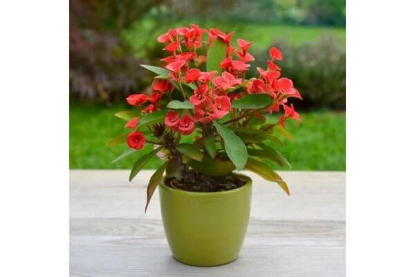 ไม้ยืนต้น มงคล, ไม้ยืนต้น มีอะไรบ้าง