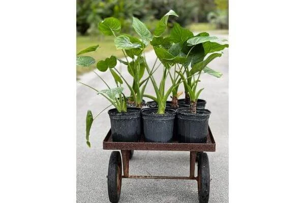 ไม้ยืนต้น มงคล, ไม้ยืนต้น มีอะไรบ้าง