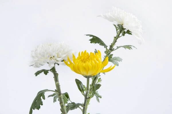 ดอกไม้ประจำราศี สากล, ดอกไม้ประจำราศี