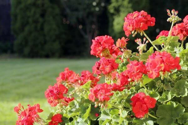 ดอกไม้ประจำราศี สากล, ดอกไม้ประจำราศี