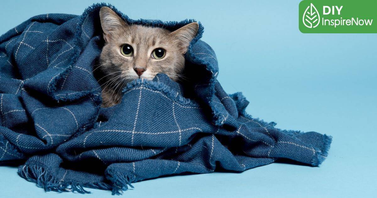 แมวตกใจ หายใจแรง, แมวตกใจ