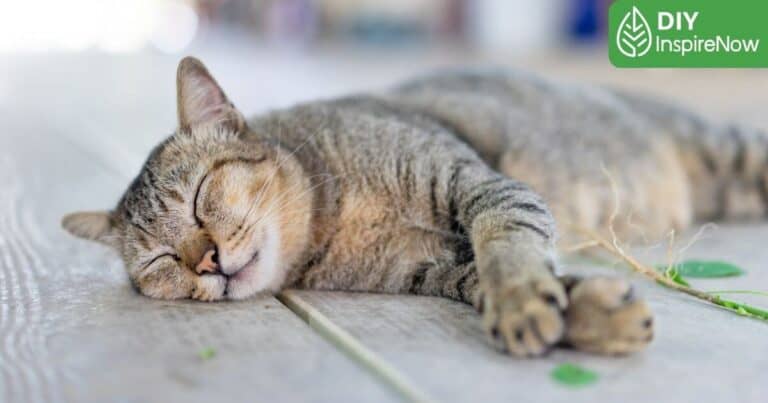 แมว นอนกี่ชั่วโมง, แมว นอนวันละกี่ชั่วโมง